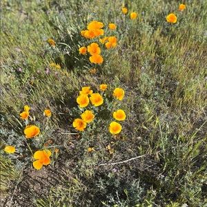 Meet your Posher, Chanté